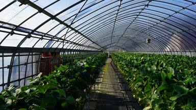 Strawberry picking in Higashiizu Naramoto Kamogun Shizuoka Japan, 静岡県 賀茂郡 東伊豆町 奈良本 日本 2025 Janurary