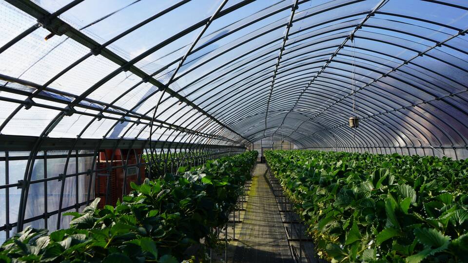 A greenhouse with rows of strawberry plants.