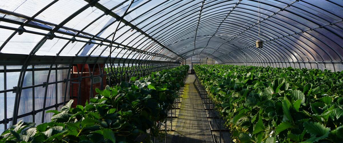 A greenhouse with rows of strawberry plants.