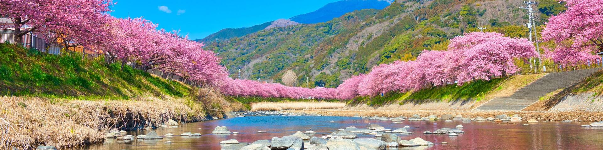 Kawazu Cherry Blossoms in full Bloom