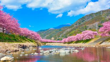 A river with pink cherry blossoms, a mountain in the background, and a clear blue sky.