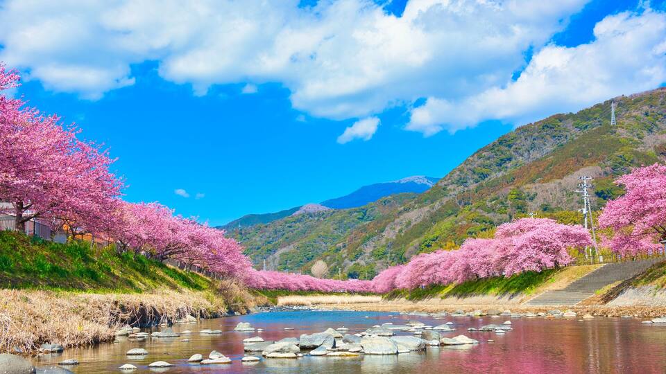 A river with pink cherry blossoms, a mountain in the background, and a clear blue sky.