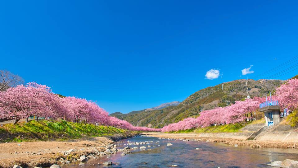 A river with pink cherry blossoms, a clear blue sky, and mountains in the background.