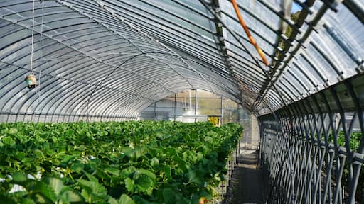 Strawberry picking in Higashiizu Naramoto Kamogun Shizuoka Japan, 静岡県 賀茂郡 東伊豆町 奈良本 日本 2025 Janurary