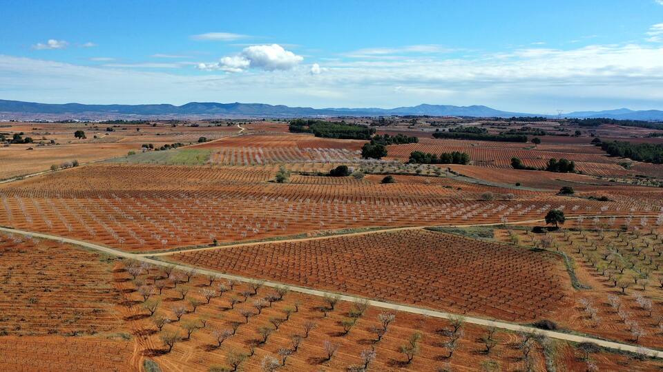A vast vineyard with rows of grapevines under a clear sky.