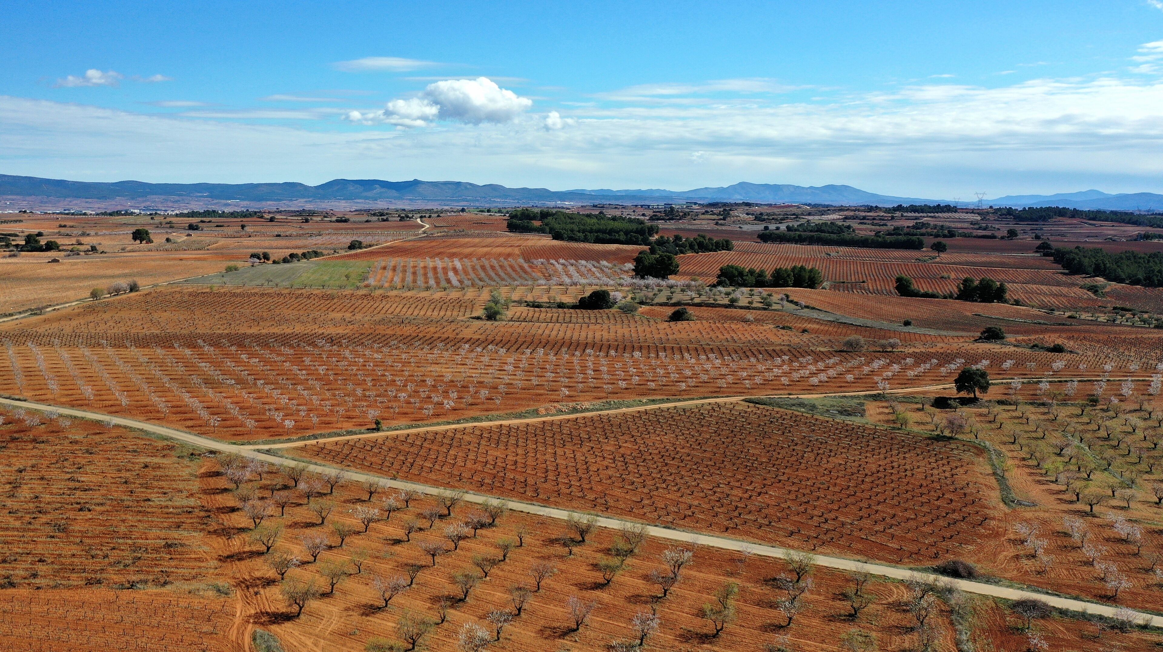 A vast vineyard with rows of grapevines under a clear sky.