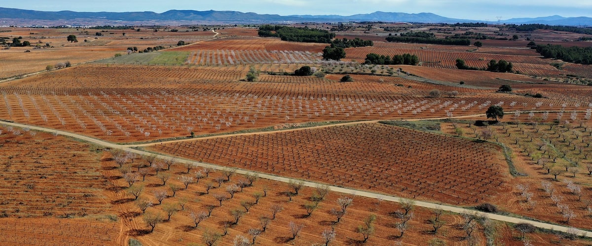 A vast vineyard with rows of grapevines under a clear sky.