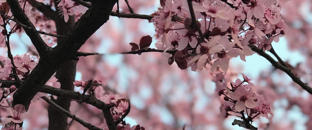 A tree with pink blossoms.
