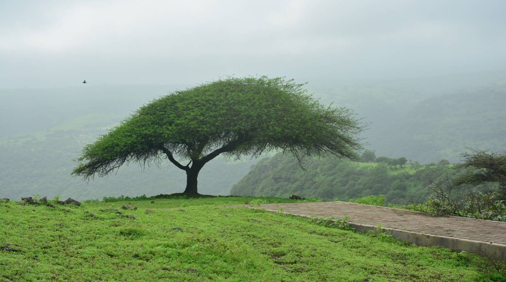 Those amber & resin trees turn green in Khareef, it can be a nice shelter too during high temperatures, you can hike, picnic but most important keep the place clean and tidy, there are trash bins everywhere. So many overview spots of the valley.