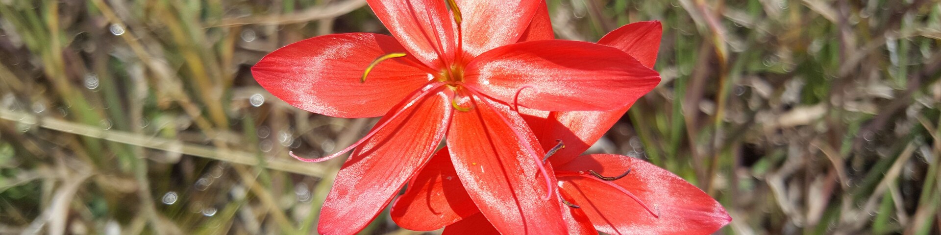 Una flor roja con múltiples pétalos y un centro amarillo, rodeada de hierba verde y vegetación seca.