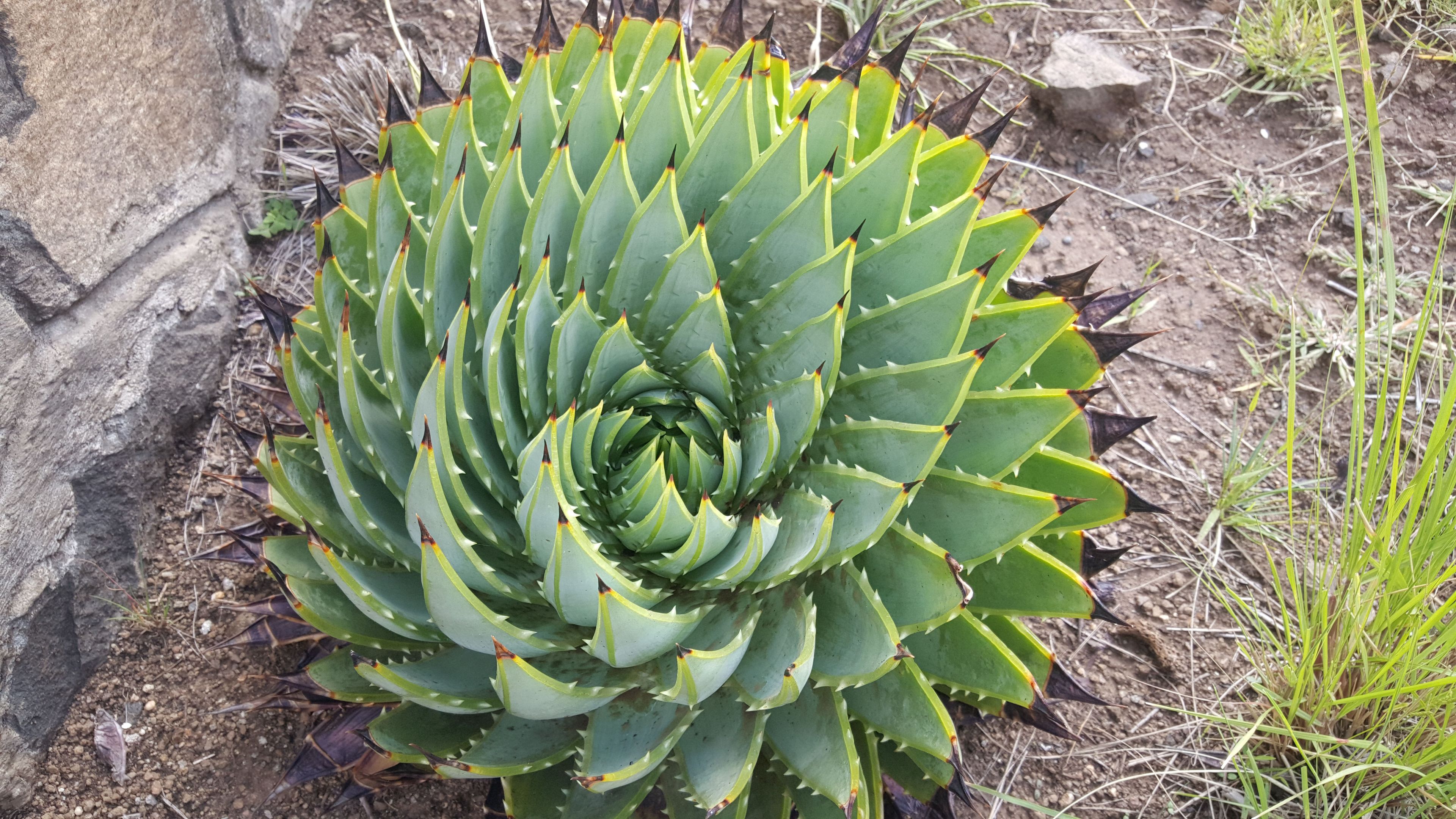 Cactus at Bokong Nature Reserve