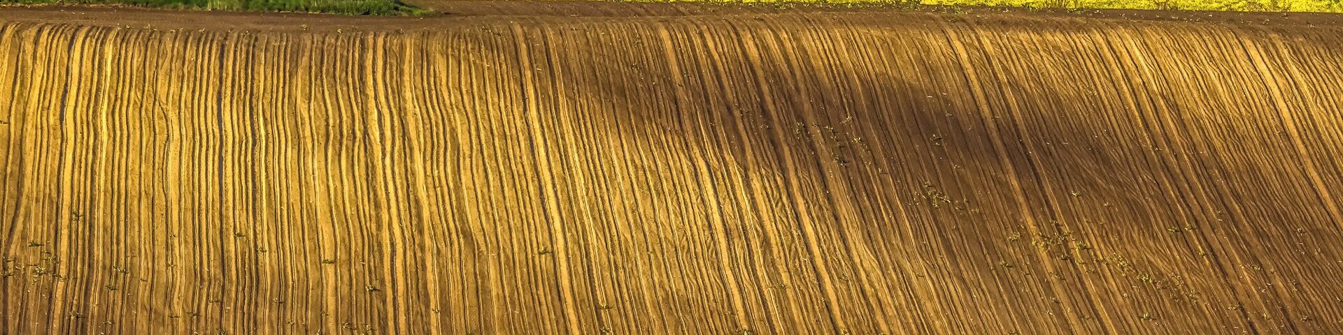 A plowed field with a tree and a hill in the background.