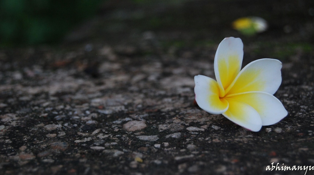 Let the flower within you bloom!