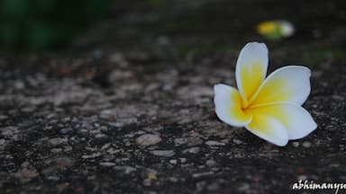 Let the flower within you bloom!