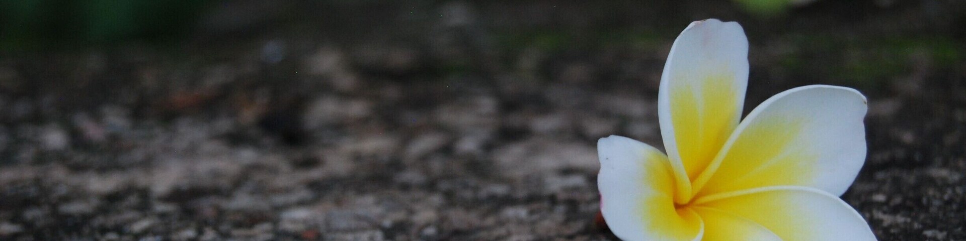 Let the flower within you bloom!