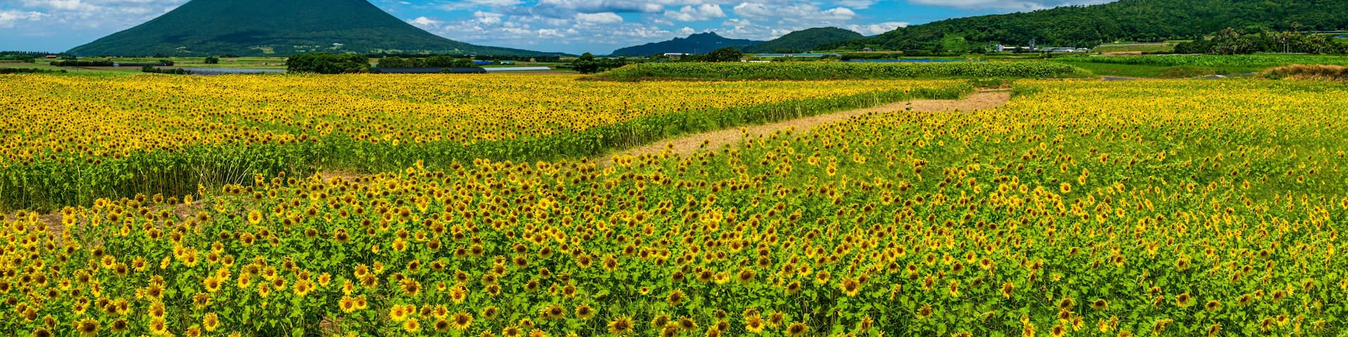 ひまわり畑と開聞岳:鹿児島県指宿市にある開聞岳は薩摩富士と呼ばれている