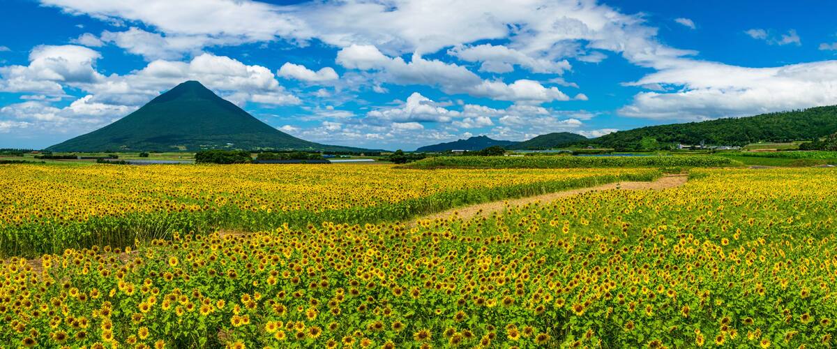 A sunflower field, a mountain, and a clear blue sky.