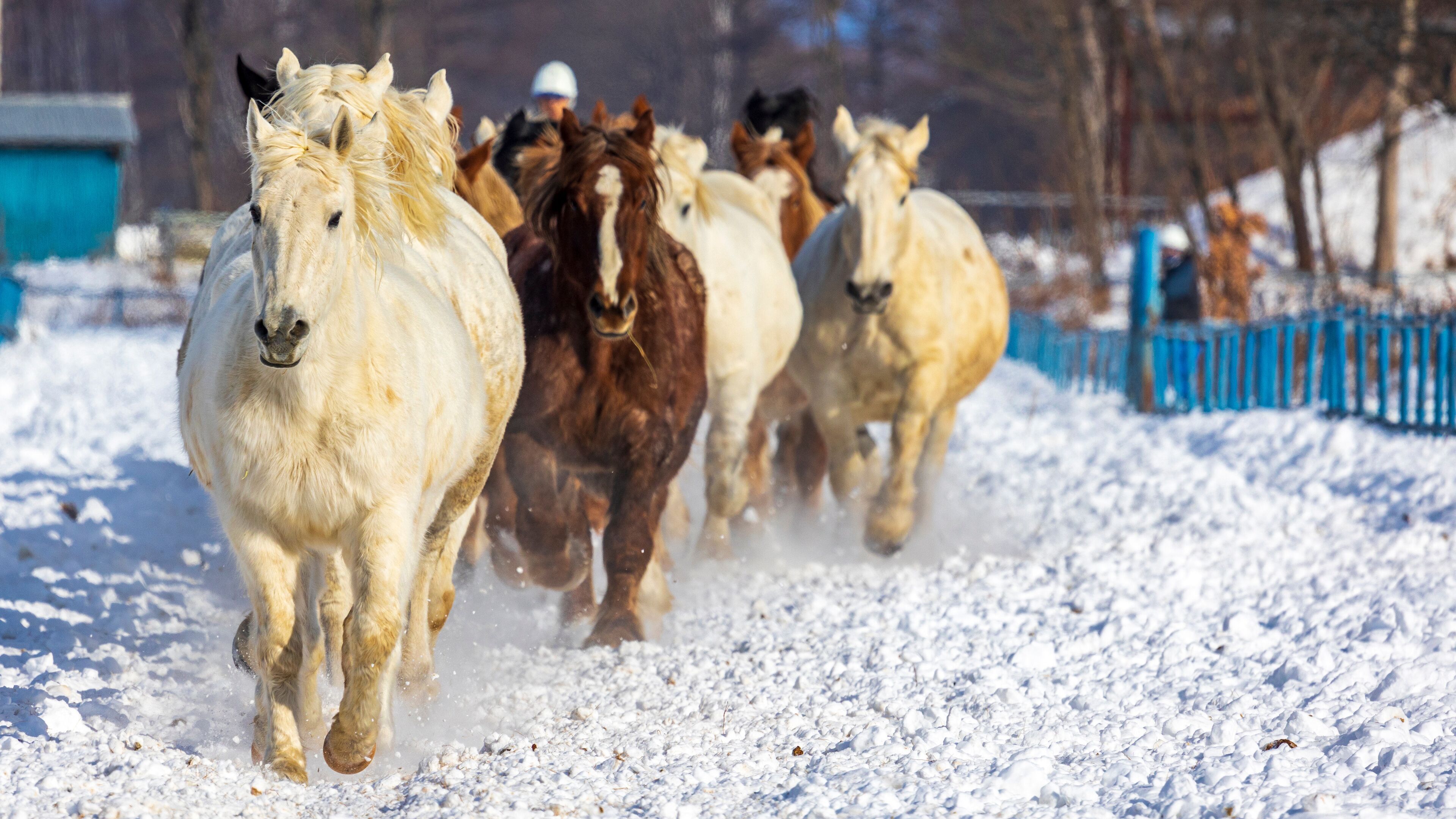 十勝　馬追い運動　白馬