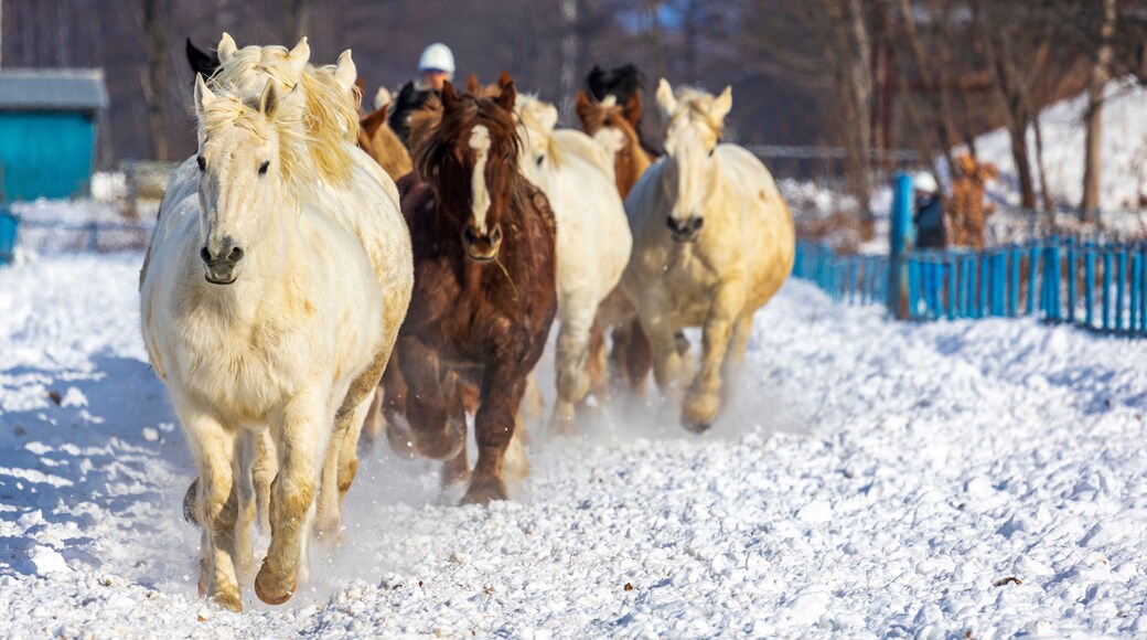 十勝 馬追い運動 白馬