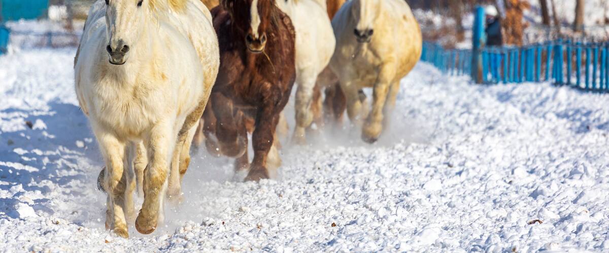 Een groep paarden rent over een besneeuwd pad.