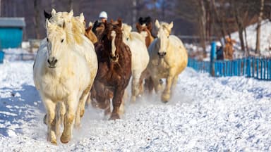 Un grupo de caballos corriendo por un sendero nevado.