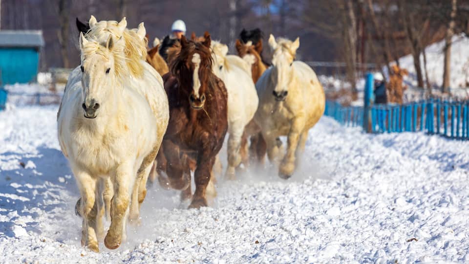 A group of horses running on a snowy path.