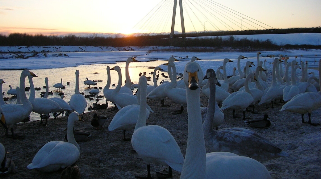 なにか?(So what?)