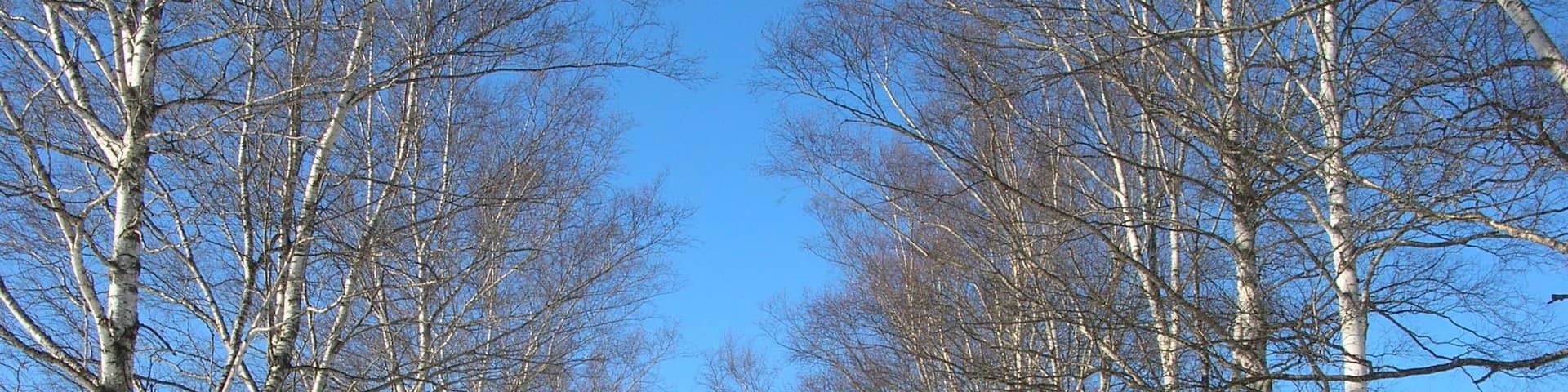 雪並木(Snow avenue)