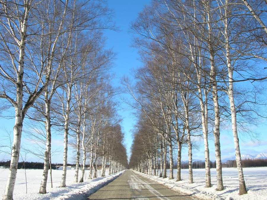 雪並木(Snow avenue)