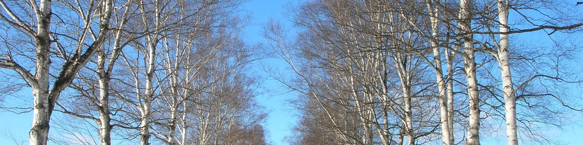 雪並木(Snow avenue)