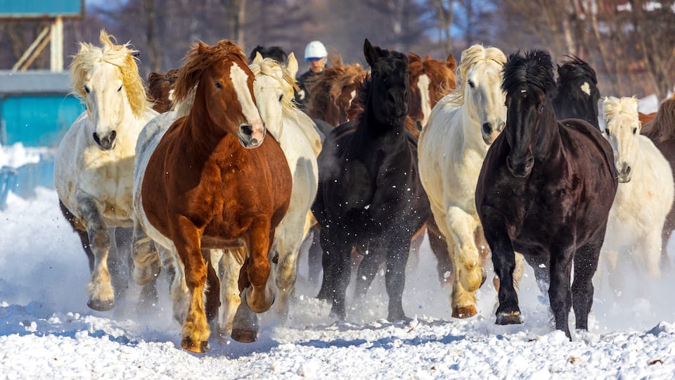 A group of horses running in a snowy field.