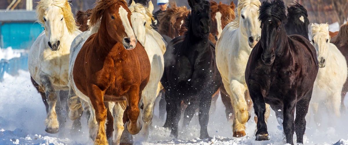 A group of horses running in a snowy field.