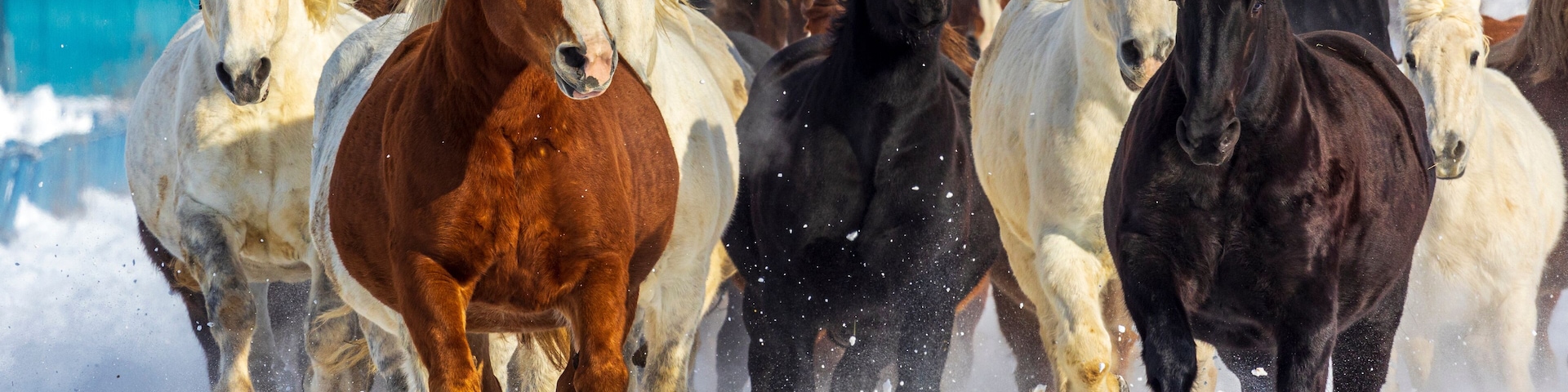 A group of horses running in a snowy field.