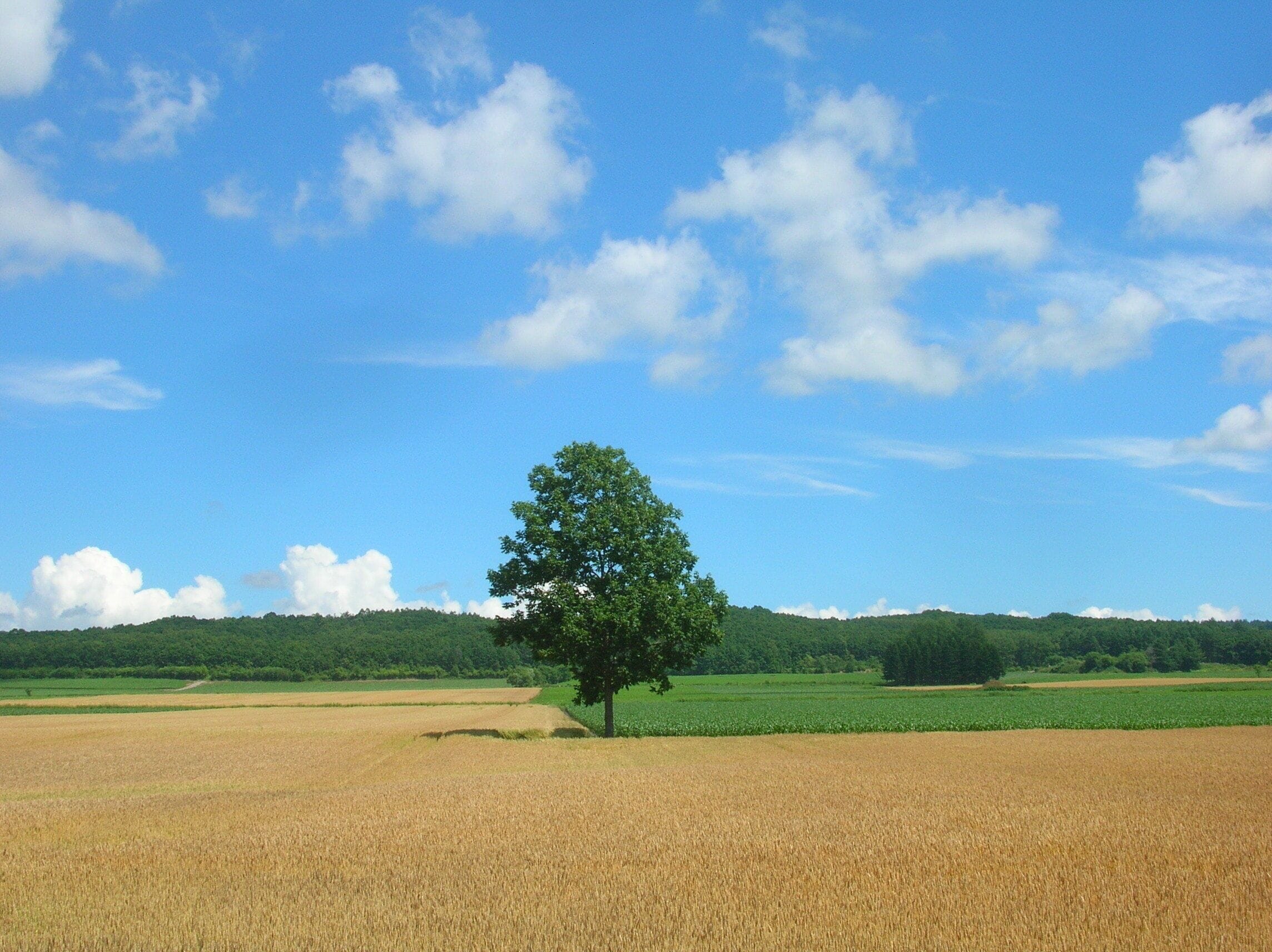 A wheat field with a single tree in the center, under a clear blue sky.