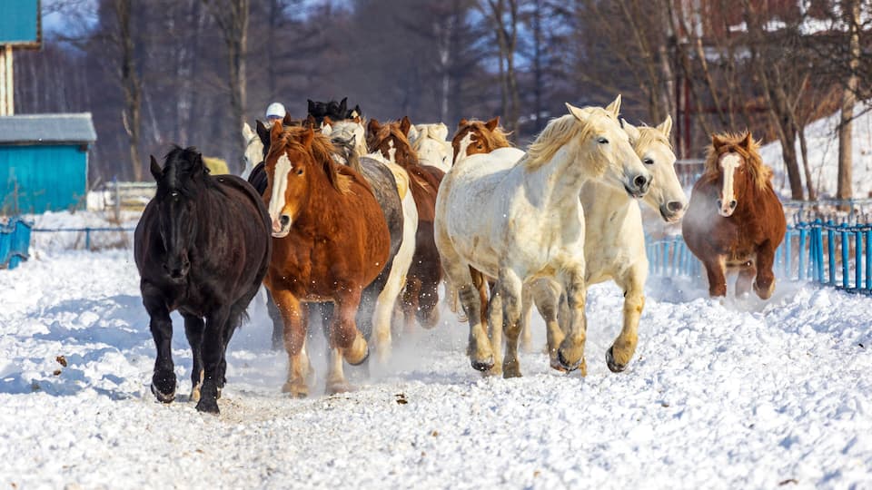 A group of horses running in a snowy field with a blue fence and trees in the background.