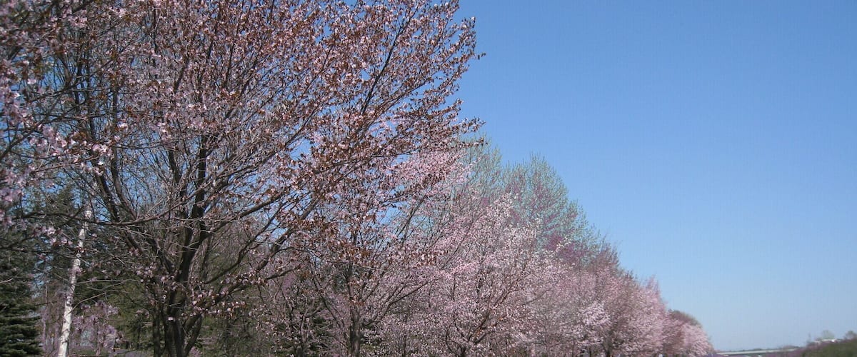 Pink road