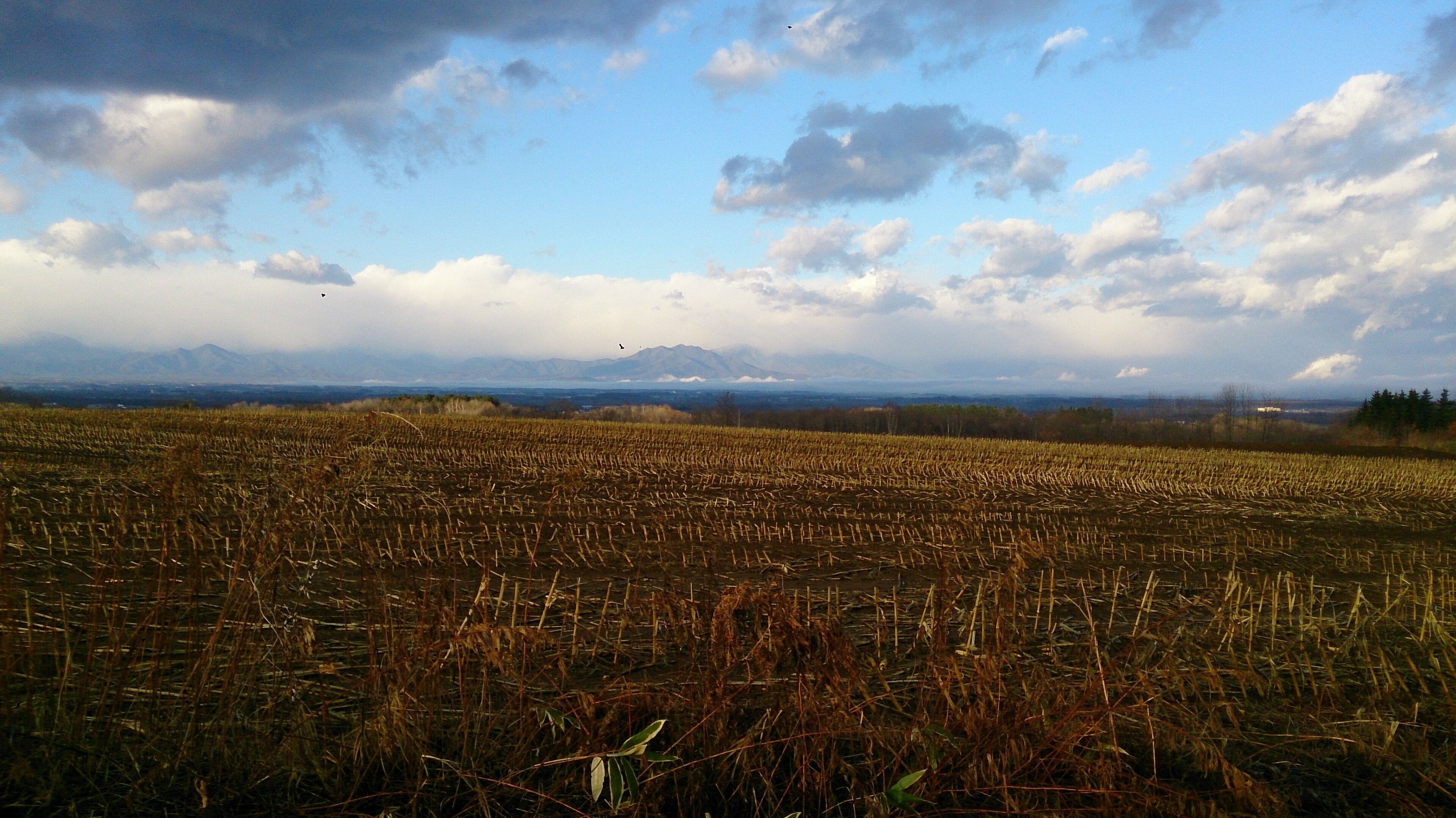 Nishi 17 Jominami, Obihiro, Hokkaido Prefecture 080-0027, Japan