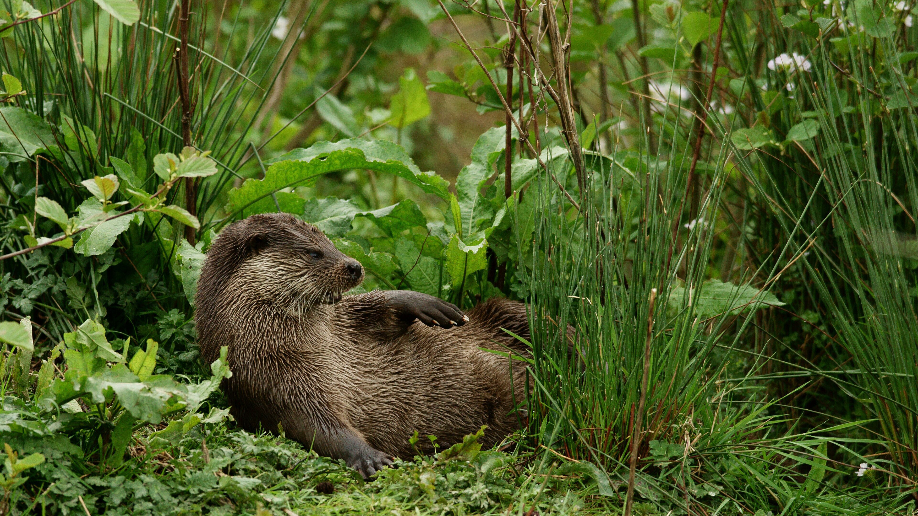 Una nutria recostada en hierba alta, rodeada de follaje verde.