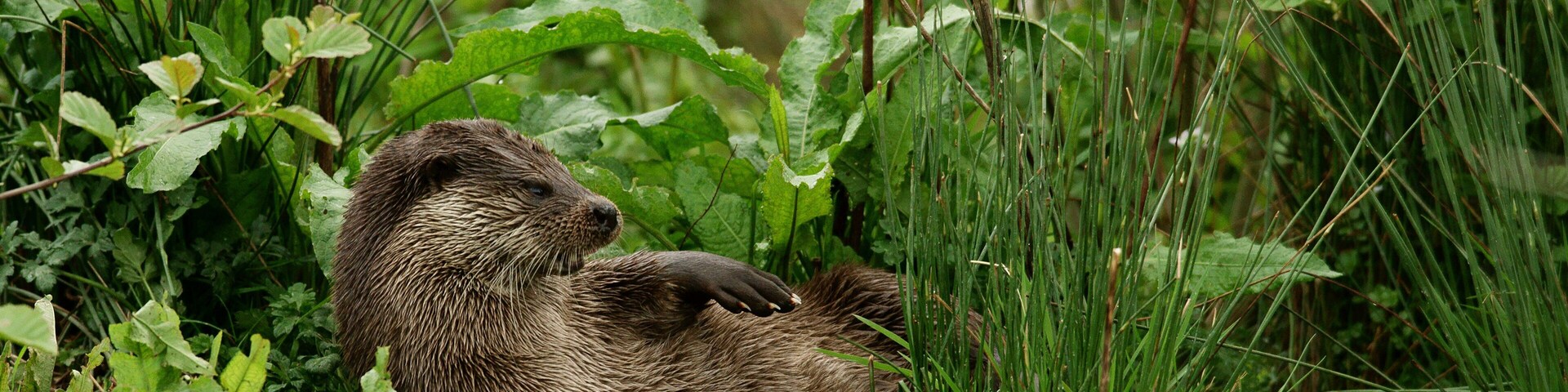 Una nutria recostada en hierba alta, rodeada de follaje verde.