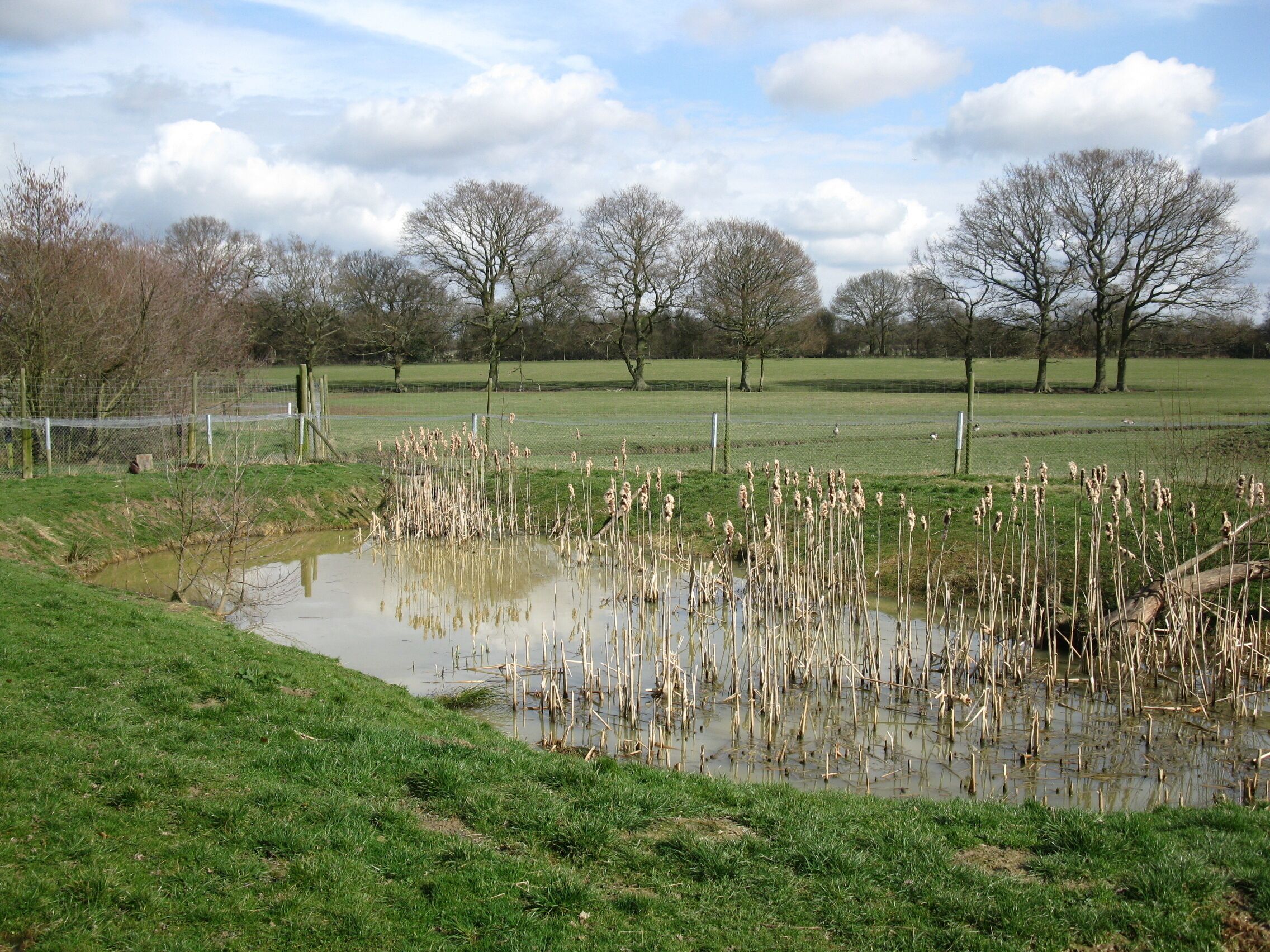 Otter pond at the British Wildlife Centre, near to Newchapel, Surrey, Great Britain. The British Wildlife Centre keeps many native species including otters in several ponds.