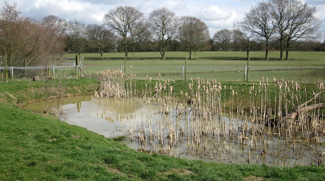 Otter pond at the British Wildlife Centre, near to Newchapel, Surrey, Great Britain. The British Wildlife Centre keeps many native species including otters in several ponds.