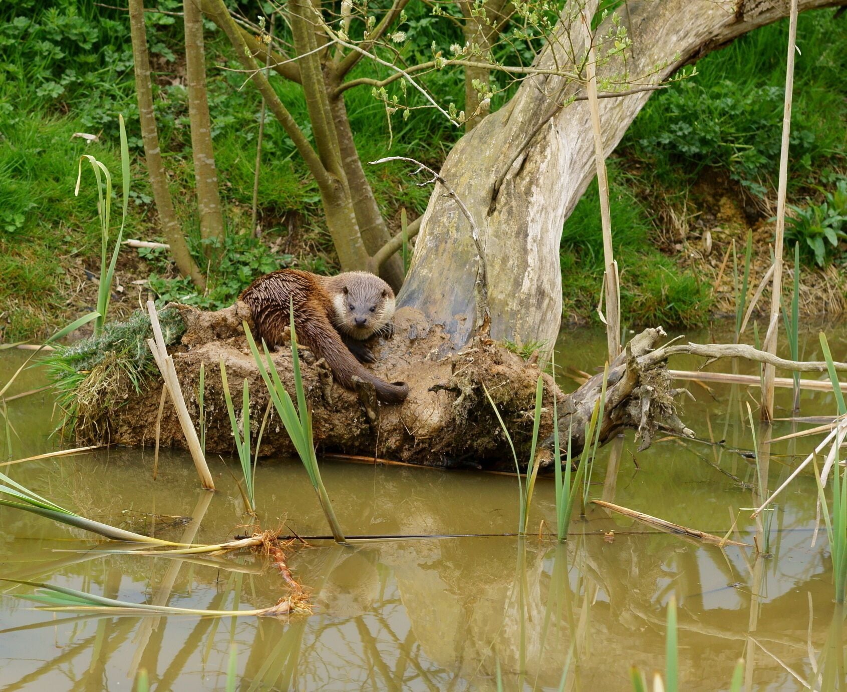 Seen at the British Wildlife Centre, Newchapel, Surrey. 'Grace' looks at the photographer, before her afternoon nap.