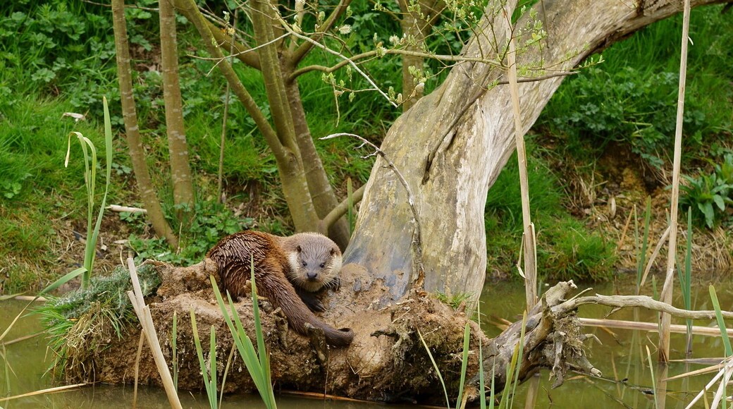 Seen at the British Wildlife Centre, Newchapel, Surrey. 'Grace' looks at the photographer, before her afternoon nap.