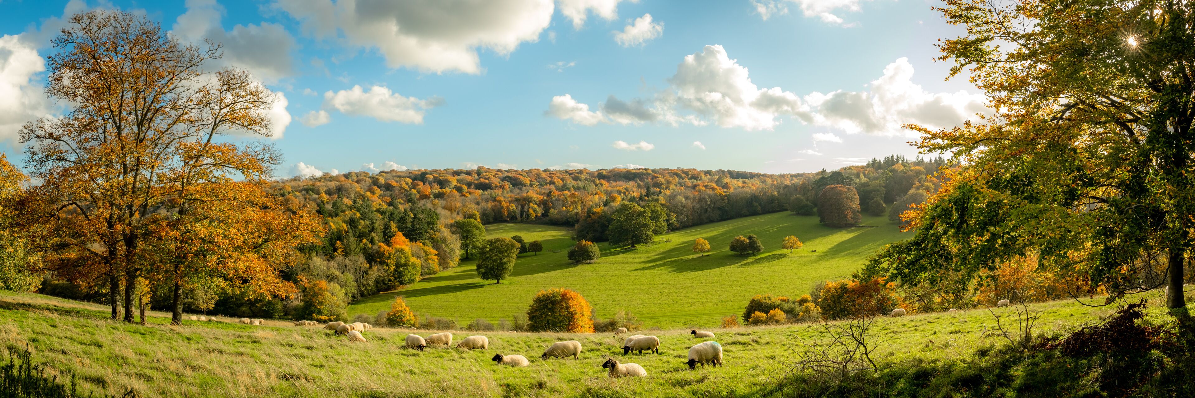 Autumn farmland scene of with sheep in a field in the beautiful Surrey Hills, England