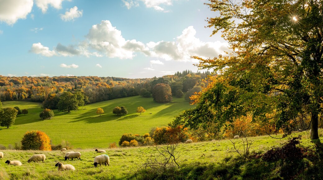 Autumn farmland scene of with sheep in a field in the beautiful Surrey Hills, England