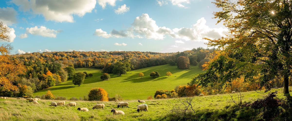 Autumn farmland scene of with sheep in a field in the beautiful Surrey Hills, England