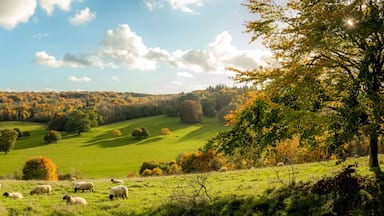Autumn farmland scene of with sheep in a field in the beautiful Surrey Hills, England