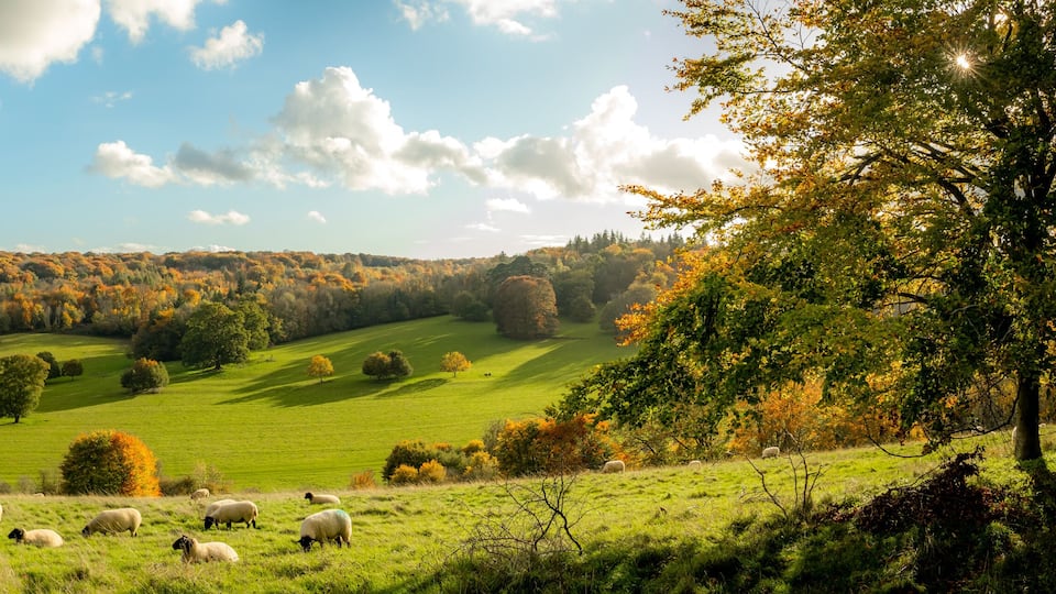 A green field with sheep grazing, surrounded by trees with autumn foliage.