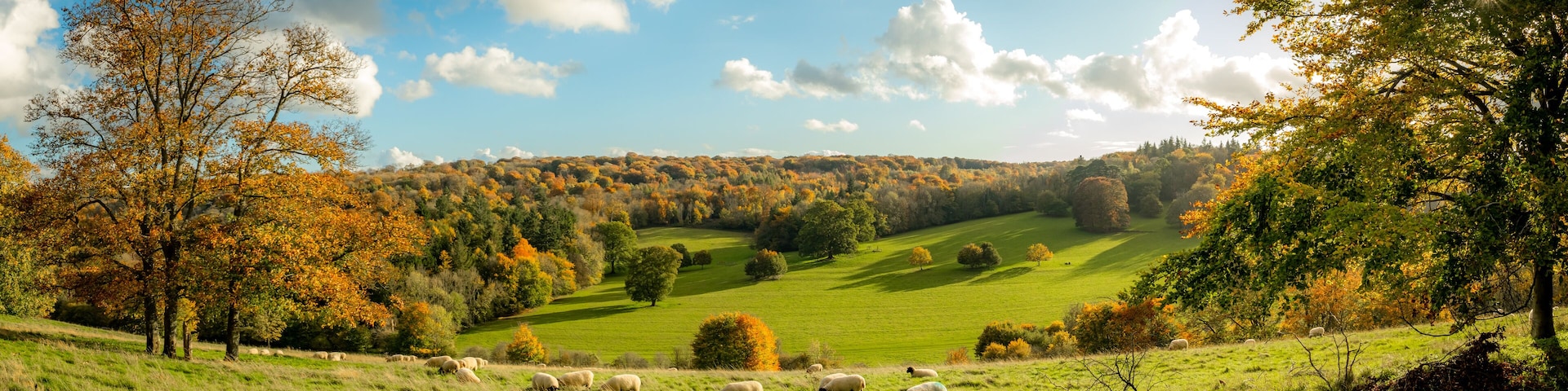 A green field with sheep grazing, surrounded by trees with autumn foliage.