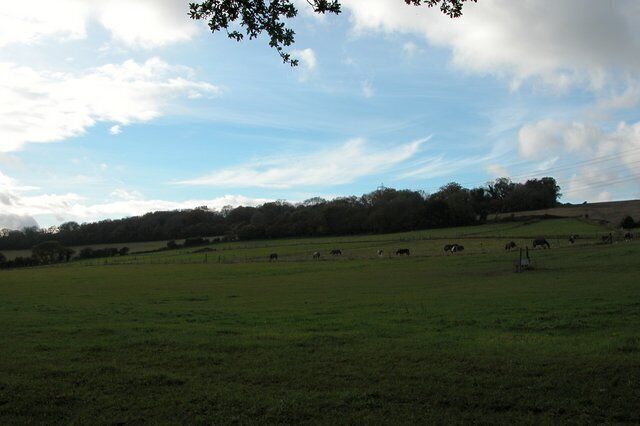 Horses grazing on Catherington Down